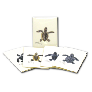 Sea Turtle Hatchling Notecards